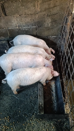 Landrace 3femele și un mascul din montă Biagen Bistrița  - imagine 3