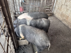 Porci de vânzare  - imagine 3