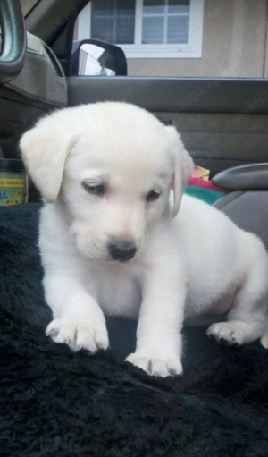 Labrador Retriever  - imagine 4