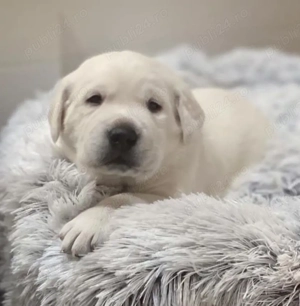 Labrador Retriever  - imagine 2