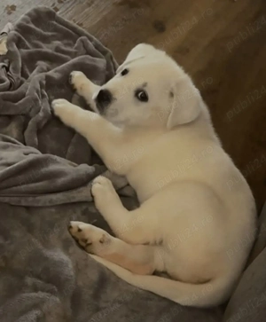 Labrador Retriever  - imagine 3