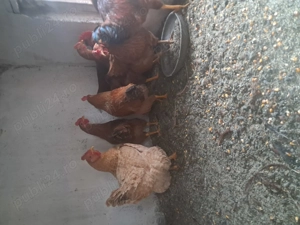 Vând cocoși din primavara