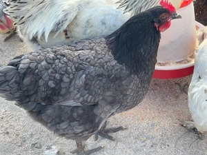 disponibil oua pentru incubat 