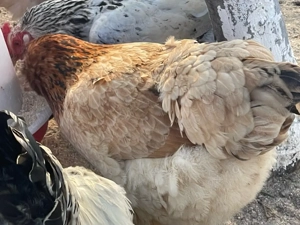 disponibil oua pentru incubat  - imagine 2