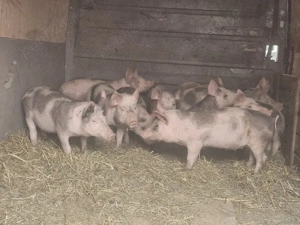 vând 24 soldani rasa de calitate de carne 30-35 