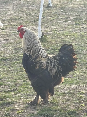 disponibil oua pentru incubat  - imagine 4