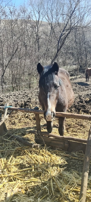De vânzare manza de 3 ani  - imagine 2