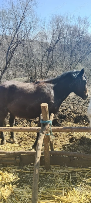 De vânzare manza de 3 ani  - imagine 3