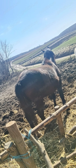 De vânzare manza de 3 ani 