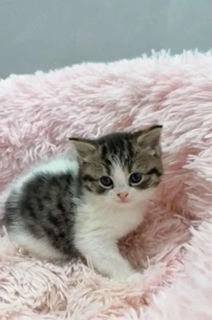 siberiana de padure  - imagine 2