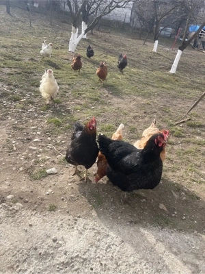 disponibil oua pentru incubat  - imagine 5