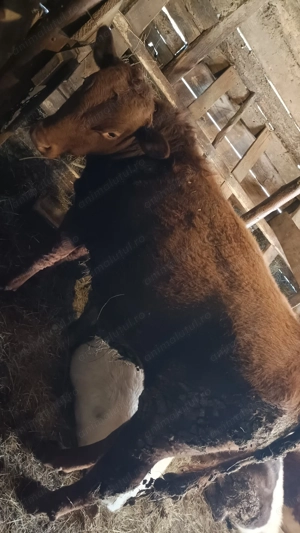 Vând tăuraș de 10 luni, - imagine 2