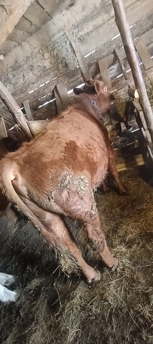 Vând tăuraș de 10 luni,