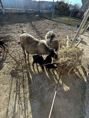 Oaie rasă pură Romanov  - imagine 2