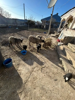 Oaie rasă pură Romanov  - imagine 3