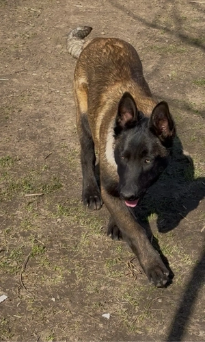 ciobanesc belgian malinois 