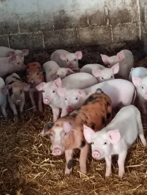 Vând Purceii ,Marele Alb și Duroc cu Pietrean . - imagine 5