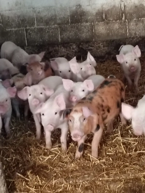 Vând Purceii ,Marele Alb și Duroc cu Pietrean . - imagine 3