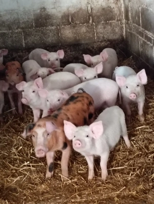 Vând Purceii ,Marele Alb și Duroc cu Pietrean . - imagine 4