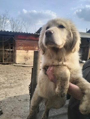 Remorca de încărcat fan 