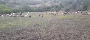 Vând capre și iezi metis  - imagine 3