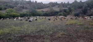 Vând capre și iezi metis  - imagine 4