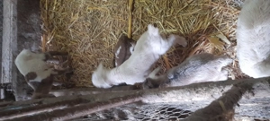 Vând capre și iezi metis  - imagine 2