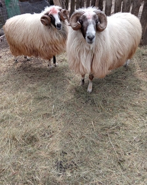 Berbeci de vânzare  - imagine 2