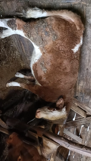 Vând vitea de 10 luni - imagine 2