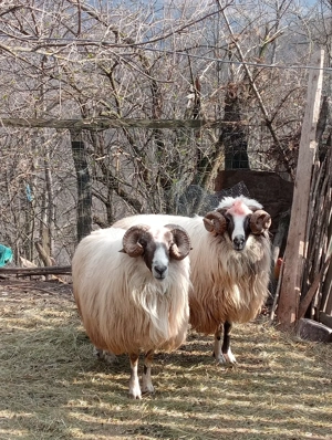 Berbeci de vânzare  - imagine 3