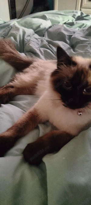 pisicuță ragdoll  - imagine 3