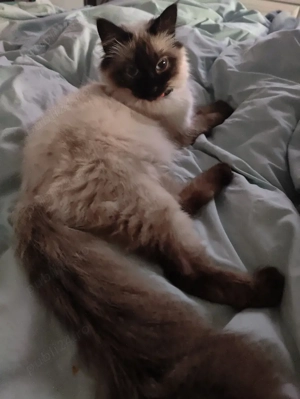 pisicuță ragdoll  - imagine 2