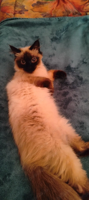 pisicuță ragdoll  - imagine 5