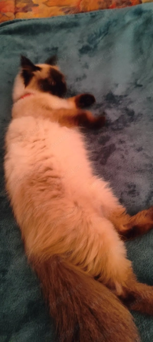 pisicuță ragdoll  - imagine 4