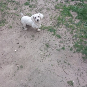 De vânzare bison maltez 1fetită 