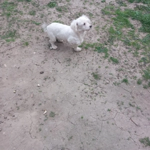 De vânzare bison maltez 1fetită  - imagine 3