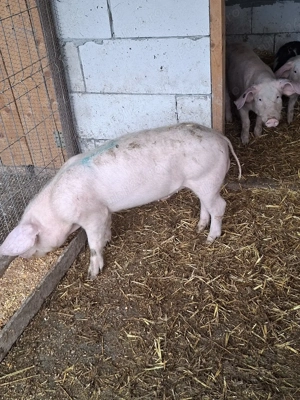 porci de vânzare  crescuți bio - imagine 2