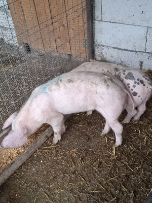porci de vânzare  crescuți bio - imagine 4