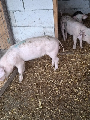 porci de vânzare  crescuți bio - imagine 3