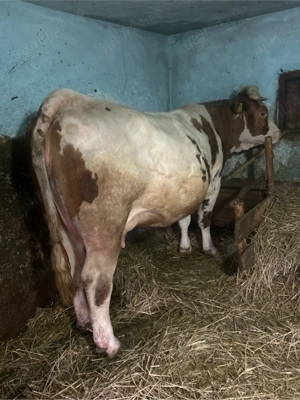 Vând junincă de 2 ani , gestantă in 9 luni , foarte blândă  - imagine 2