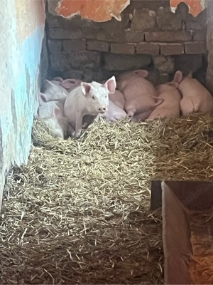 vand purcei 8 buc  - imagine 2