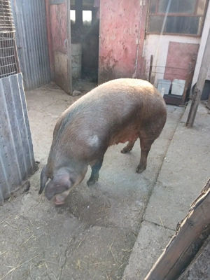 Porc de vanzare