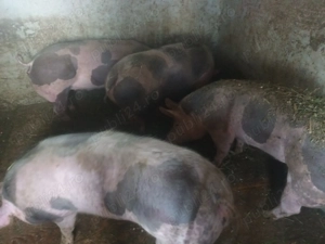 Vând porci petrean belgian  - imagine 5