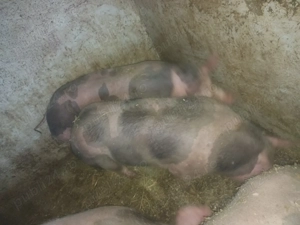 Vând porci petrean belgian  - imagine 3