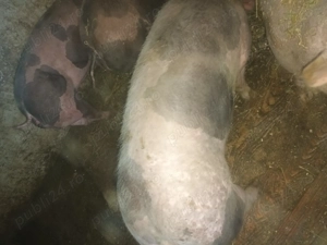 Vând porci petrean belgian  - imagine 4