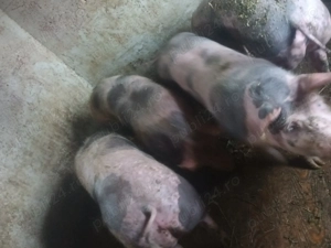 Vând porci petrean belgian  - imagine 2