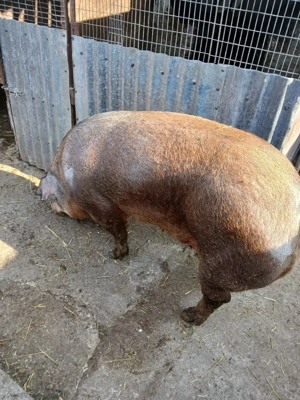 Porc de vanzare - imagine 2