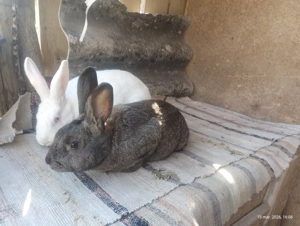 Iepuri de vânzare - imagine 2