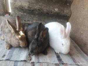 Iepuri de vânzare - imagine 3