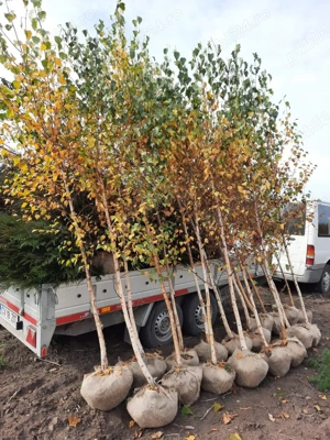 vînd plante de mesteacan alb si curgator